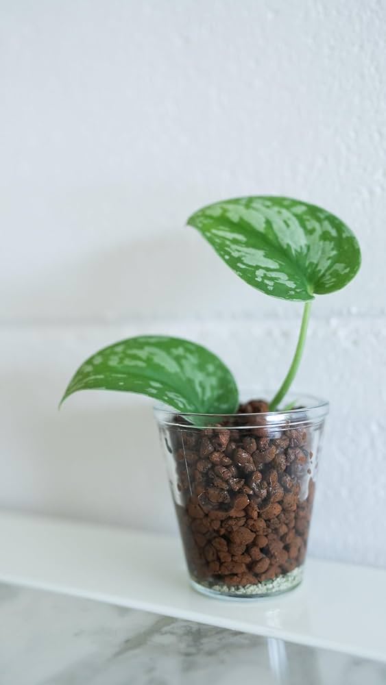 中粒ハイドロボール 40L 新品未開封 Amazon | 柴田園芸刃物 ハイドロボール 40L 中粒 | 園芸用はさみ